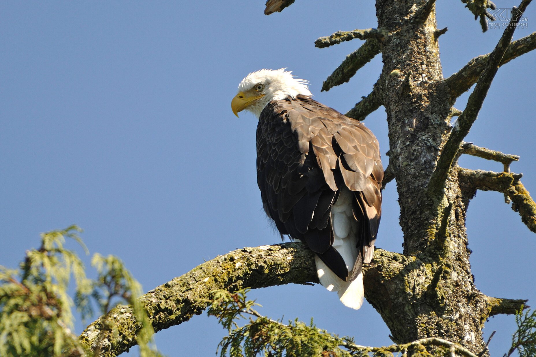 Tofino - Bald eagle  Stefan Cruysberghs